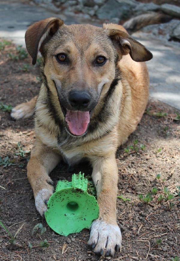 Zen, Cucciolotto Simil Pastore Di 10 Mesi